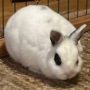 Meet your Posher, Sophia